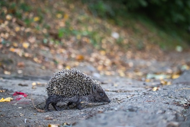 轻球员的潜 轻球员的潜